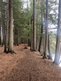Dartmouth Forest