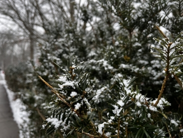 an image of pine needles on a bush covered in snow 