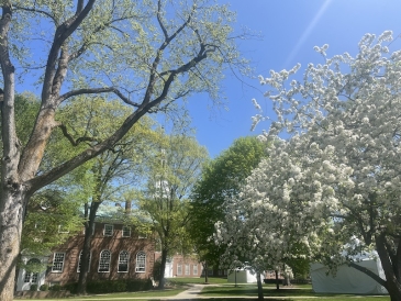 An image of a tree full of flowers outside Baker Library at Dartmouth