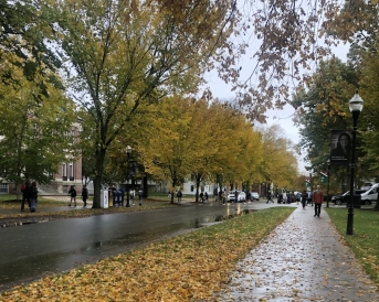 A street on Dartmouth's campus on a rainy fall day. The ground is covered in an array of orange and yellow leaves.