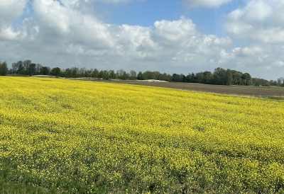 An image of a canola flower field and a blue sky