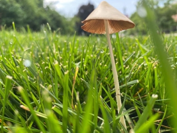  A lone mushroom pokes through freshly cut grass. 