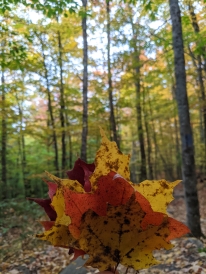 Leaves in the forest