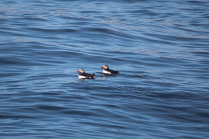 a picture of two puffins bobbing on the water like bathtub rubber ducks