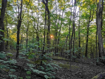 Sunrise through the trees