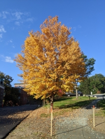 Beautiful fall foliage