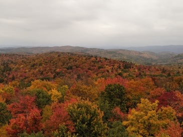 Beautiful fall foliage that takes away from mid-term stress! Fall foliage
