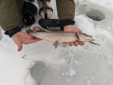 My first Northern Pike I caught this week!