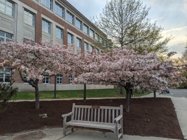 Picture of Cherry Blossom trees in full bloom just outside of a lecture hall  on the sidewalk