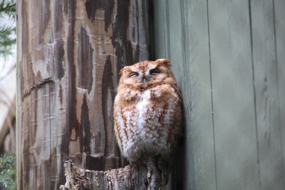 a picture of a red screech owl at the vermont institute of natural science