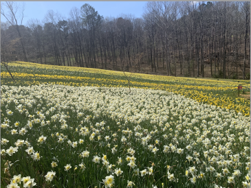 Beautiful Daffodils