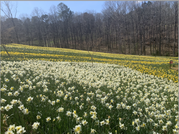 Beautiful Daffodils Beautiful Daffodils