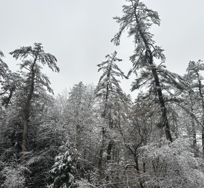 Trees covered in snow from campus