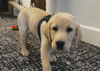 Yellow lab puppy in Latin class