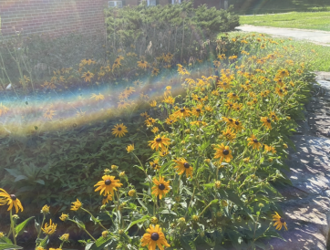 Flowers with rainbow above