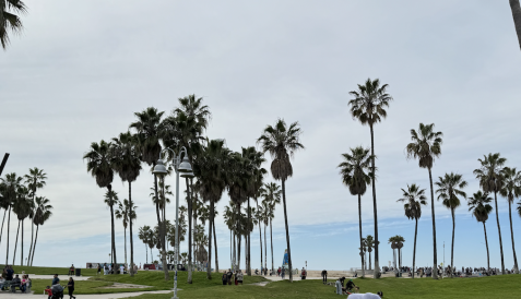 The palm trees in Venice, Los Angeles!