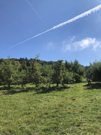 Poverty Lane Orchards