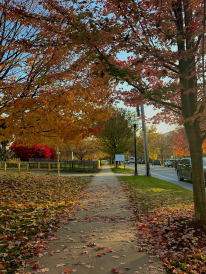 View of a sidewalk pathway lined with autumn trees, their vibrant leaves in shades of red, orange, and yellow covering both the branches and the grass below.