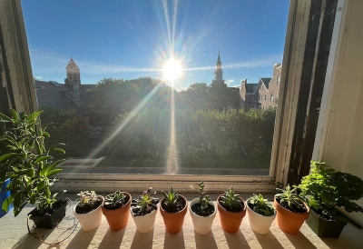 An image of a row of plants on a window sill at Dartmouth College