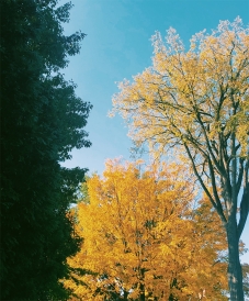 Fall foliage