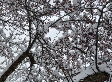 Tree branches with snow. 