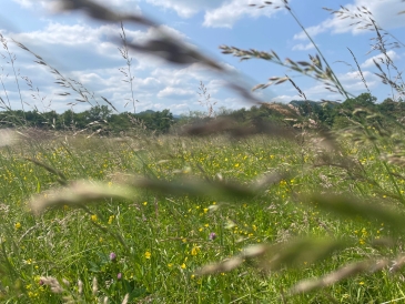 Field of Maribor, Slovenia