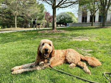 A brown goldendoodle smiling on grass