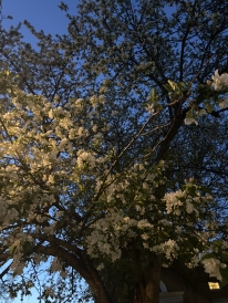 White flowers on a tree at night on campus
