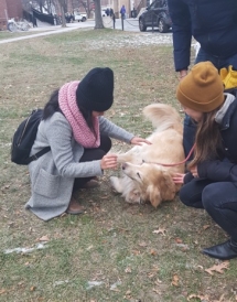 Therapy dogs at Dartmouth Therapy Dog