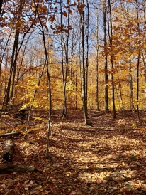 Yellow leaves