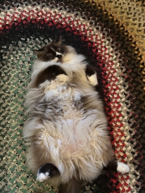  Moby Dickinson, a black and white long-haired cat on his back