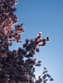 The Bloom