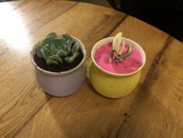 The purple-potted plant is my friend Rudy's, while the cacti in the yellow pot is mine!