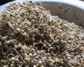 Millet grains begin to sprout in a white bowl as part of a brewing project.