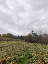 A photo of the raspberry crop. The sky is cloudy and the trees are losing their leaves.