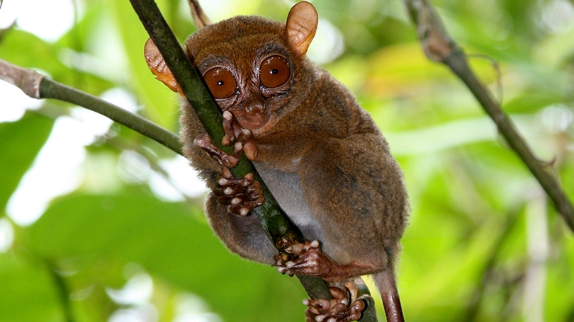 a Philippine tarsier clinging to a tree branch