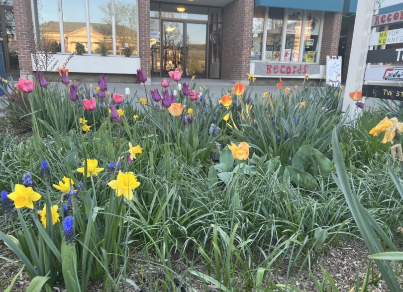 View of flowers in town in front of the record store; colors ranging from purple to orange 