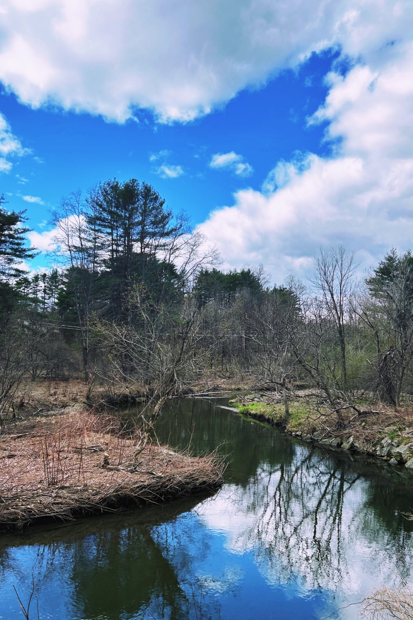 View of Mink Brook