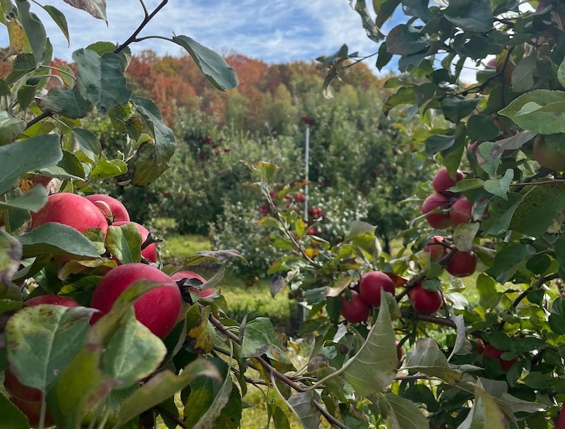 A close up of apple trees with red apples, through which other rows of apple trees are visible