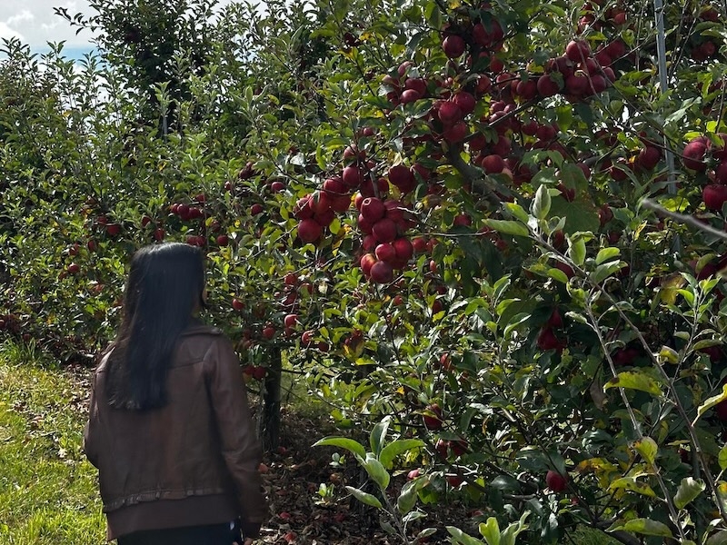 An image of a student looking at an apple tree that had a bunch of red apples.