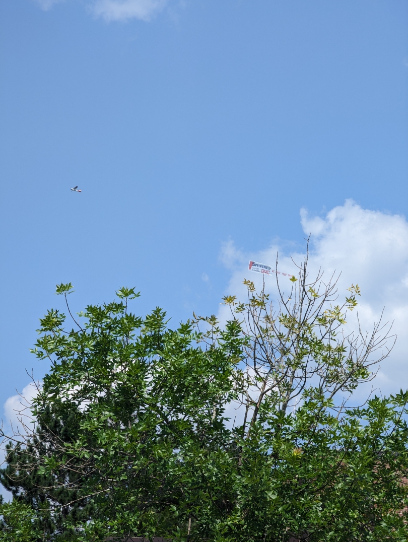 Tree leaves cast against a beautiful blue sky