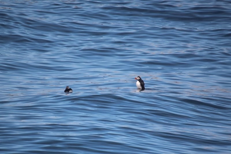 Two puffins spotted floating in the ocean during a DOC weekend trip to Boothbay Harbor Maine