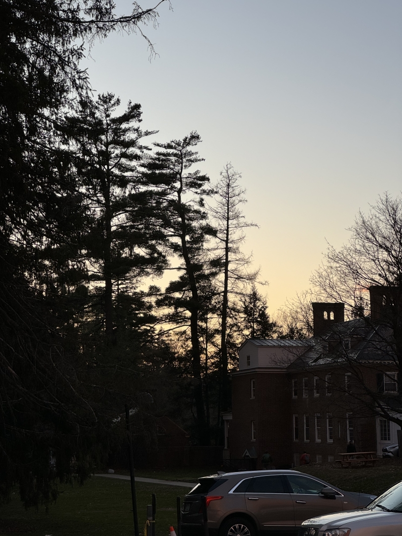 Trees looking beautiful on campus during sunset