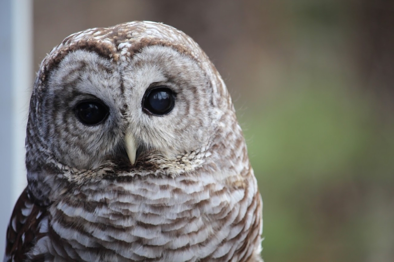 a picture of a barred owl, up close, seen at the vermont institute for natural science