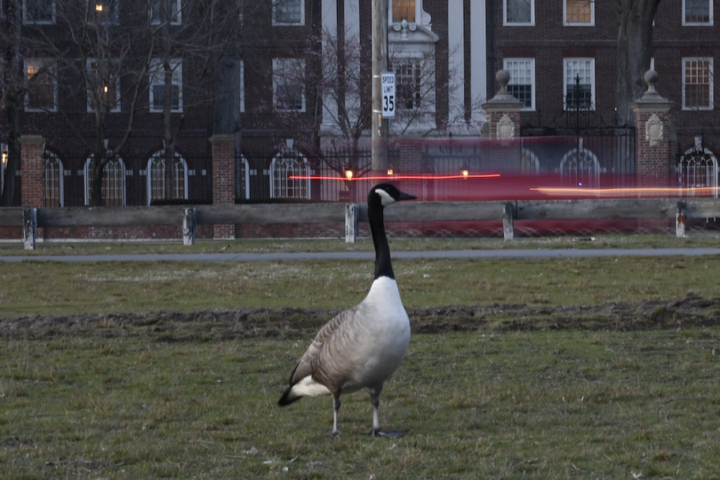 Goose by the river. Goose' head aligns with the lights of the car passing by in the background;