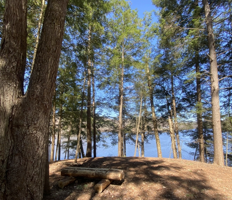 trees by a river