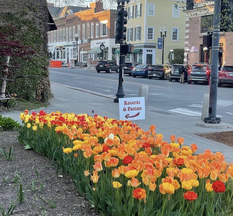 flowers on the side of the road