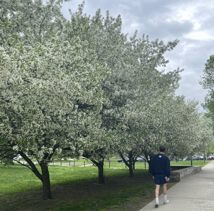 a guy walking beside trees