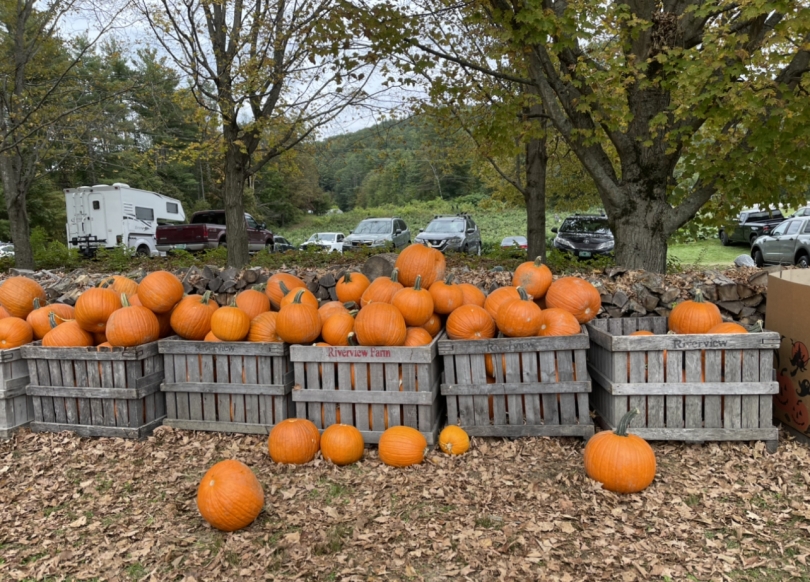 Pumpkins at Riverview Farm