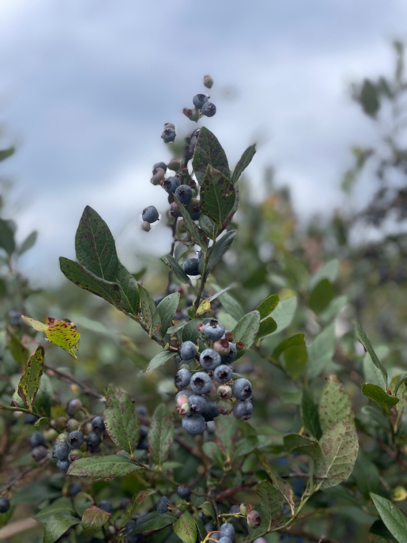 Blueberry from Riverview Farm